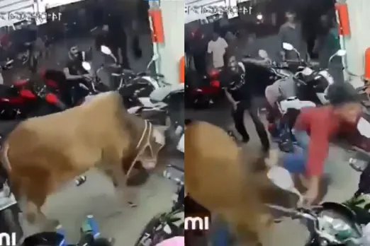 Animal Video