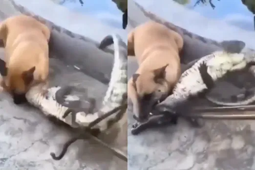 Animal Video