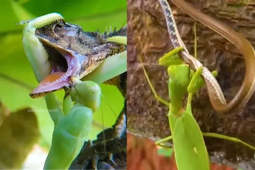 Animal Video