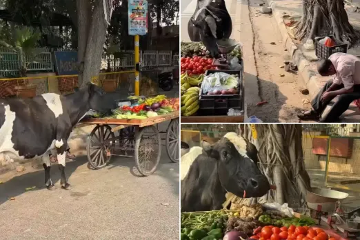 Animal Video