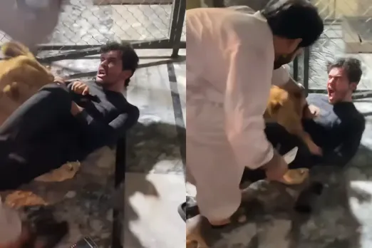 Animal Video