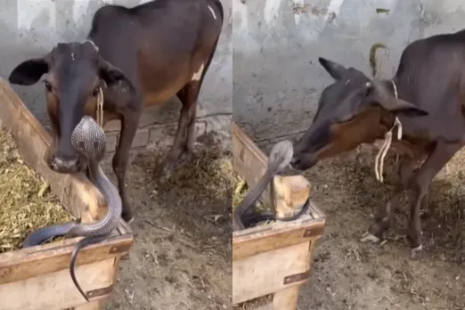 Animal Viral Video