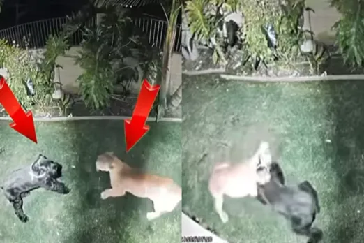 Animal Viral Video