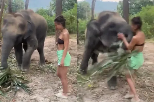 Animal Viral Video