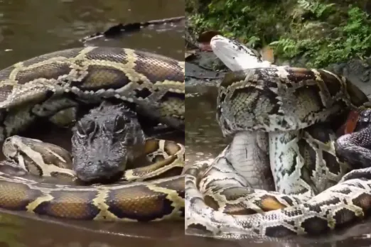Animal Viral Video