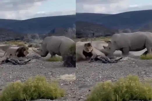 Animal Video