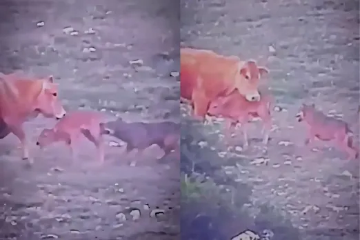 Animal Video