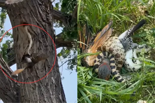Animal Video