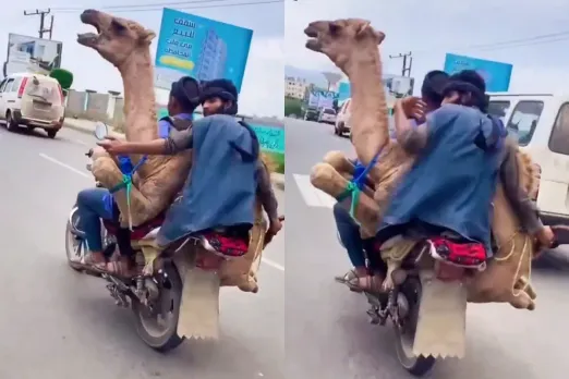Animal Video