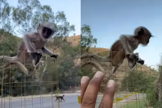 Animal Video