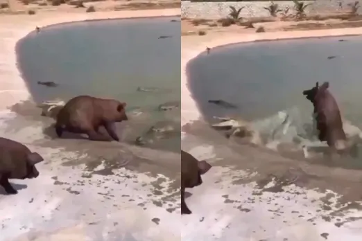 Animal Video