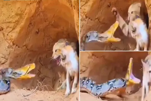 Animal Video