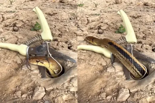 Animal Video