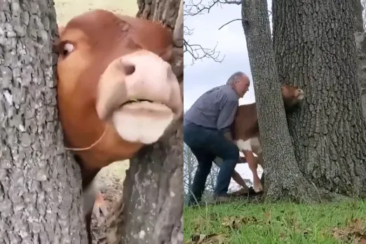 Animal Video