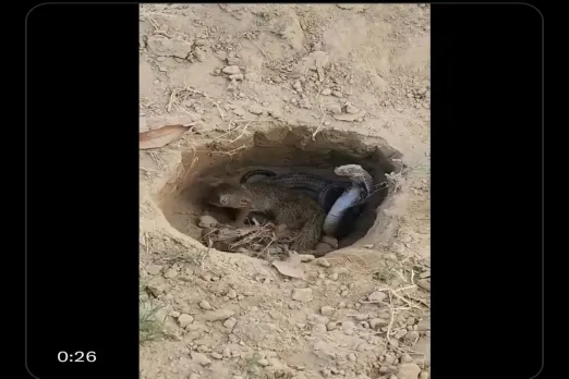 Animal Video
