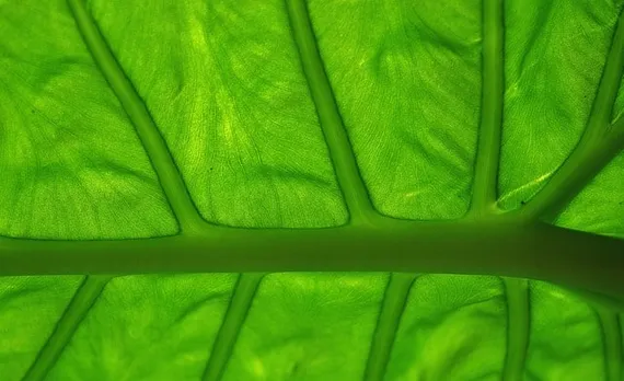 leaf
