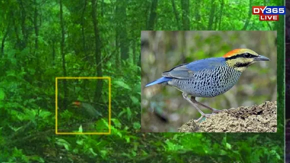 First-Ever Photos of Blue Pitta Captured in Meghalaya’s Nokrek National Park (1)