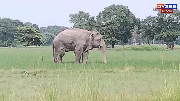 Elephant Kampur