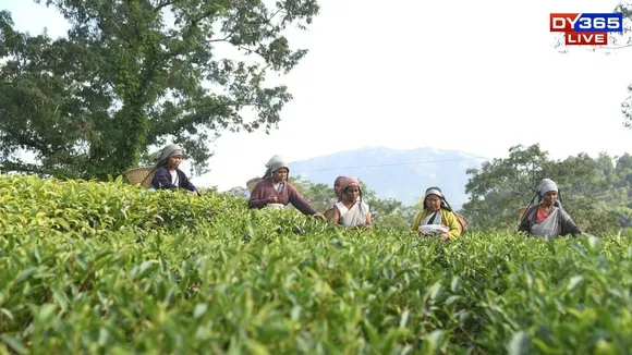 Tea Garden Assam