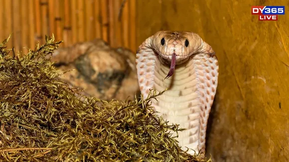 Cobra (1)