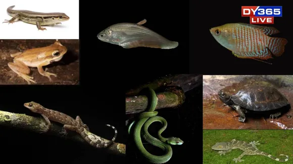 How Many Voices Sing in Kaziranga’s Swamps? Scientists Just Found Out