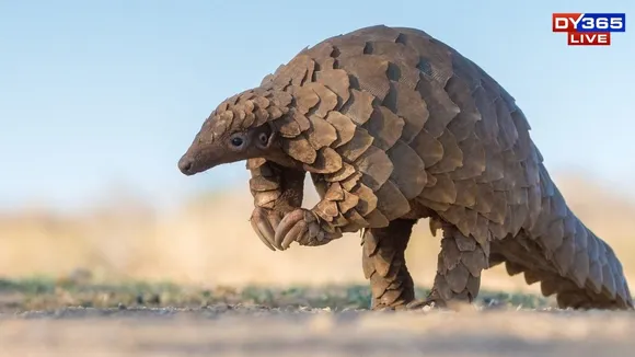 Pangolin