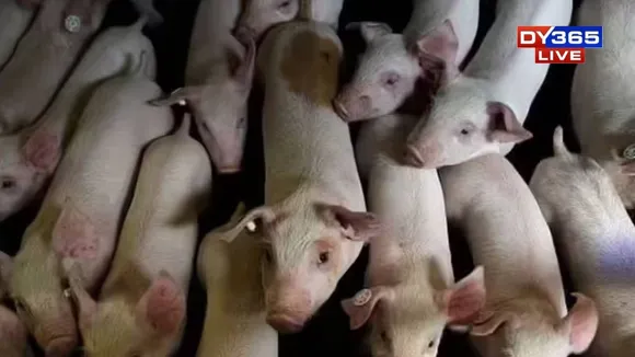 25,000 Pig Farmers Hit Hard as African Swine Fever Ravages Assam