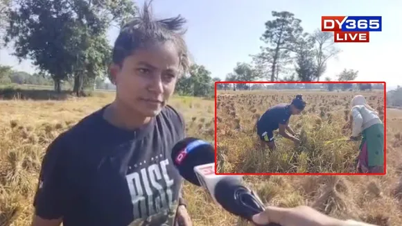 World Cup Star Uma Chetry Joins Family in Paddy Harvest Amid Cricketing Duties