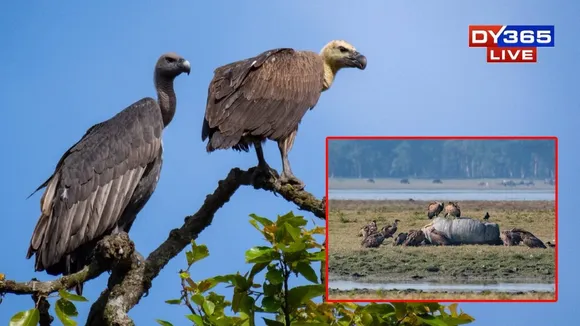 In a First, Captive-Reared Critically Endangered Vultures Released from Rani for Kaziranga’s 6th Addition