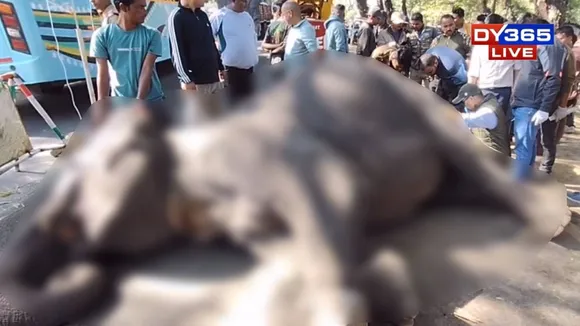 Assam: Female Safari Elephant ‘Swarnimoyee’ Dies After Collapsing Twice Near Bagori