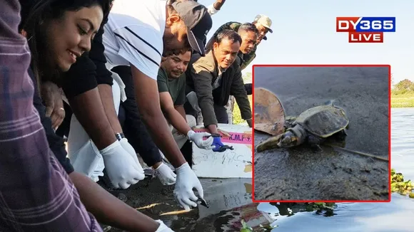 220 Black Softshell Turtle Hatchlings Released in Kaziranga’s Conservation Drive