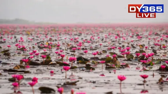 Deepor-beel_Credit-Dipanjali-Gohainweb_NEWS_LLBCP-q875kjjr25xay6nbvfd9arnioyymgmvqr79fkwil9c