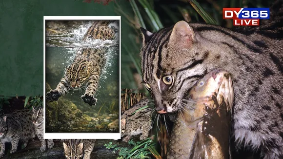 A Cat That Swims Like an Otter: Inside the World of the Fishing Cat