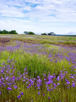 Kaas Plateau