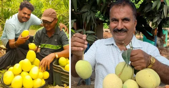 Gujarat’s Sonpari mango gives farmers 4X yields, resists weather, and tastes just like Alphonso.