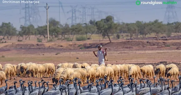 Rajasthan's communities are saving their biodiversity thriving in the sacred groves