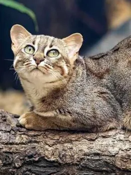 Rusty-Spotted Cat in West Bengal