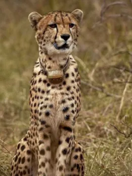 Project Cheetah