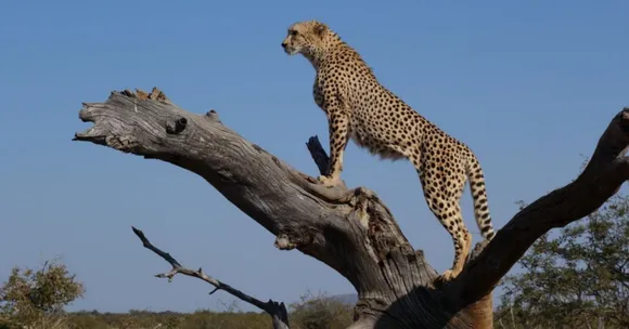 India’s first cheetah safari