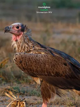 vultures in India