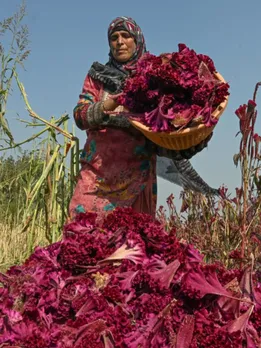 Kashmir mawal cultivation