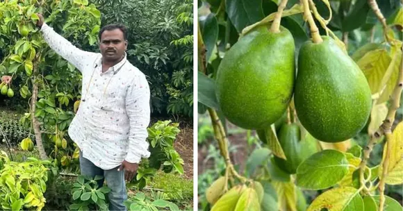 Beed farmer Parmeshwar Thorat grows 300 avocado trees using drip irrigation and organic methods, earning Rs 10 lakh per acre annually.