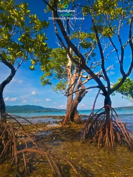 Andaman mangroves