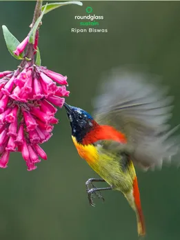 Bird pollinators in India