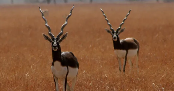Blackbuck return Barnawapara Sanctuary