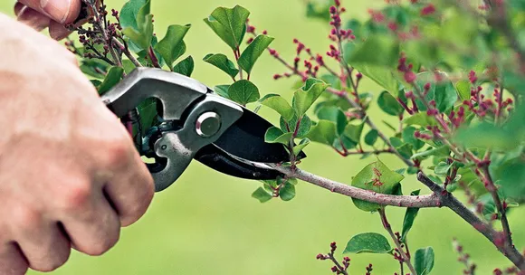 October pruning tips
