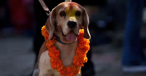 Dogs are decorated with a garland of flowers during Kukkur Tihar. Photograph: (Associated Press)