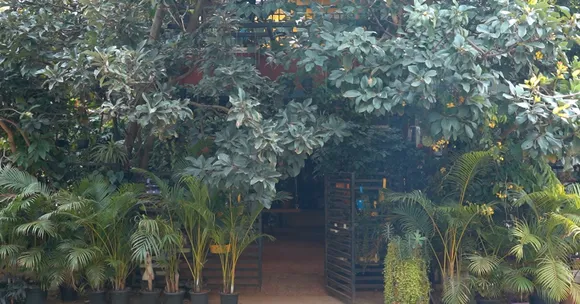 Bengaluru urban jungle home