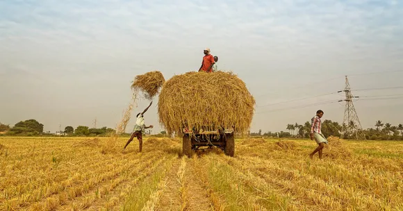 Harvesting kharif crops