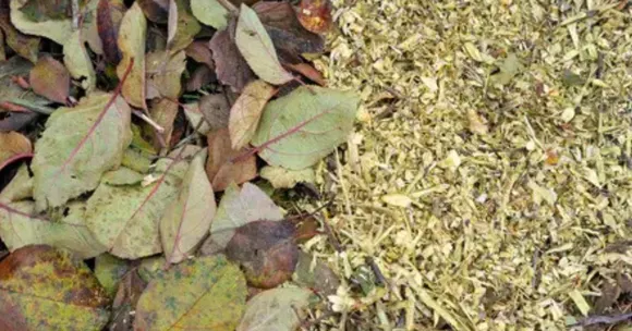leaf mulching healthy garden